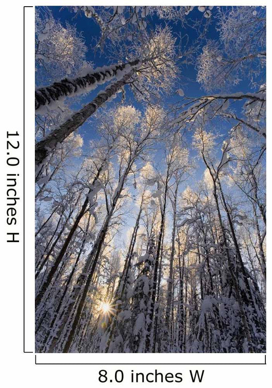 Overhead Snow Laden Forest Wall Decal