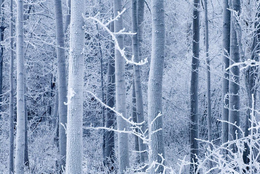 Frost Coated Birch Forest Wall Mural
