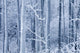 Frost Coated Birch Forest Wall Mural