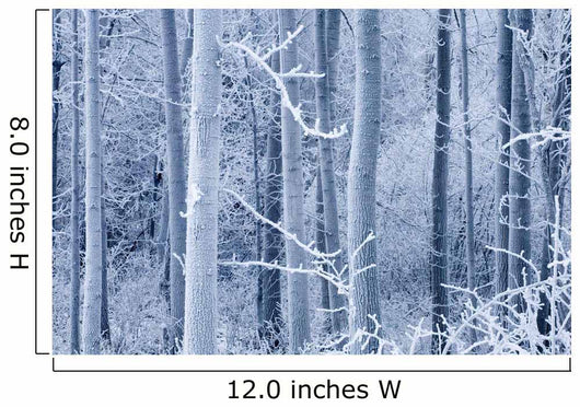 Frost Coated Birch Forest Wall Mural