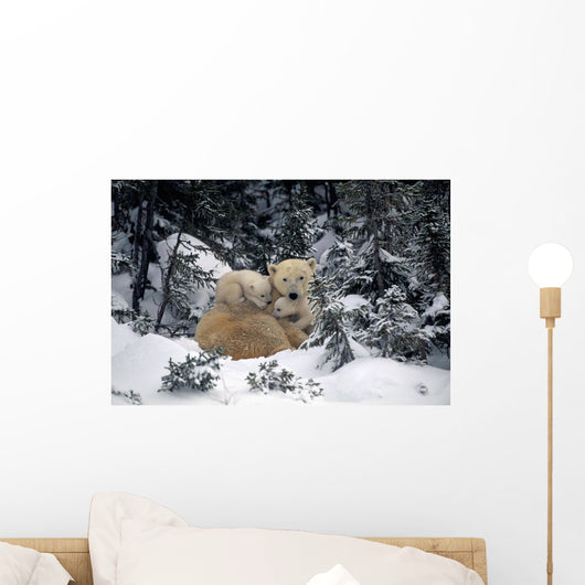 Polar Bear Mother & Cubs Cuddling Together Wall Mural