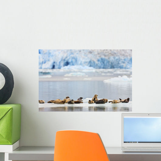 Harbor Seals Rest On An Iceberg With Dawes Glacier Wall Mural