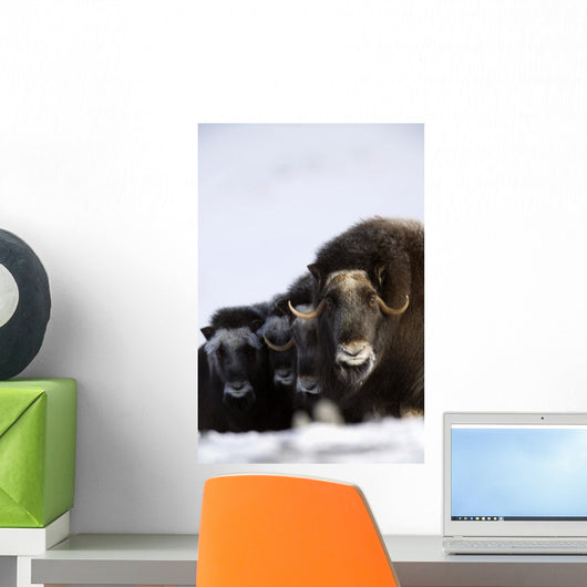 Musk-Ox Cows & Calves Wall Mural