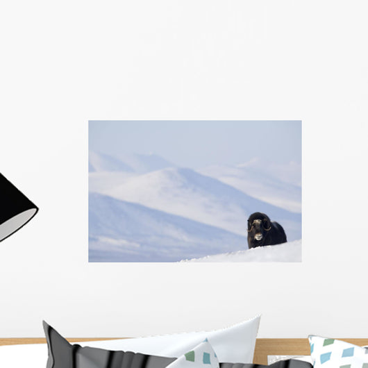 Female Musk-Ox Stands On Ridge Wall Mural