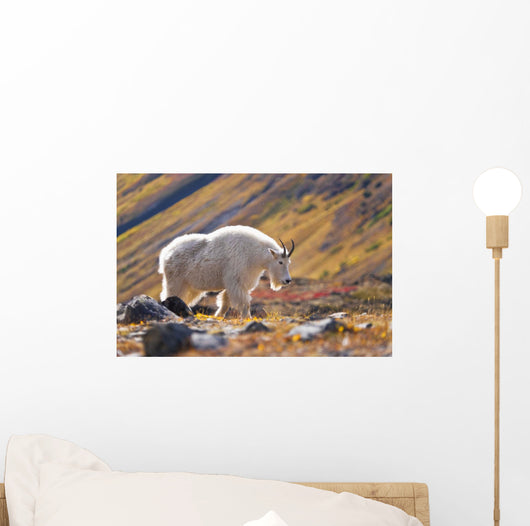 Mountain Goat Near Raven Glacier Wall Mural