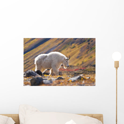 Mountain Goat Near Raven Glacier Wall Mural