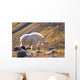 Mountain Goat Near Raven Glacier Wall Mural