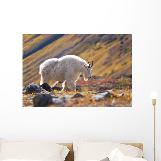 Mountain Goat Near Raven Glacier Wall Mural