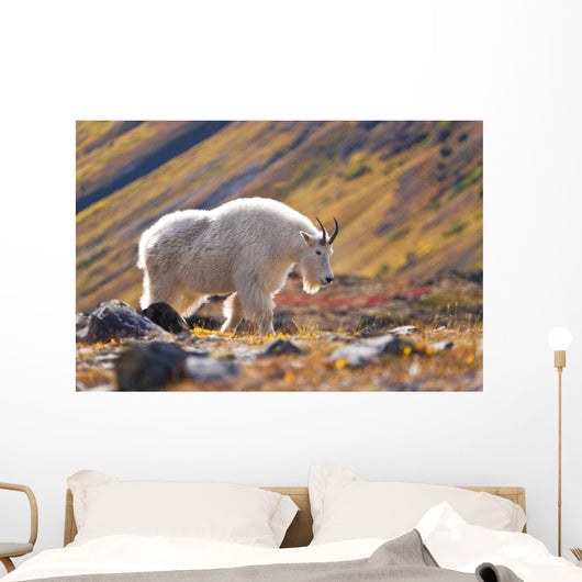 Mountain Goat Near Raven Glacier Wall Mural