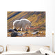 Mountain Goat Near Raven Glacier Wall Mural