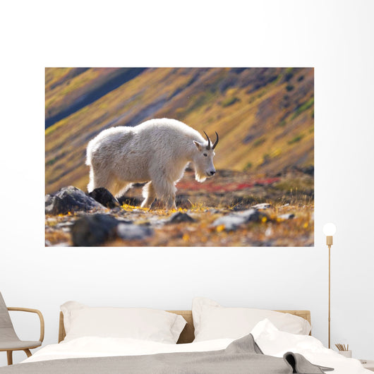 Mountain Goat Near Raven Glacier Wall Mural