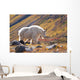 Mountain Goat Near Raven Glacier Wall Mural