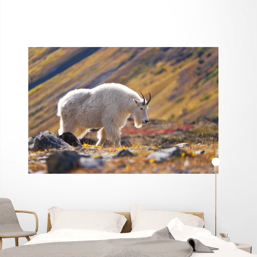Mountain Goat Near Raven Glacier Wall Mural