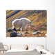 Mountain Goat Near Raven Glacier Wall Mural