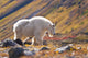 Mountain Goat Near Raven Glacier Wall Mural