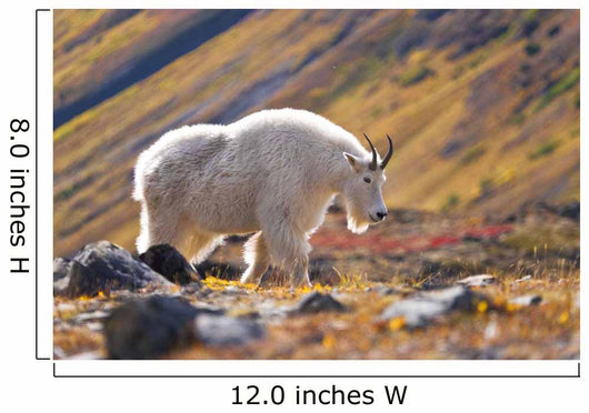 Mountain Goat Near Raven Glacier Wall Mural