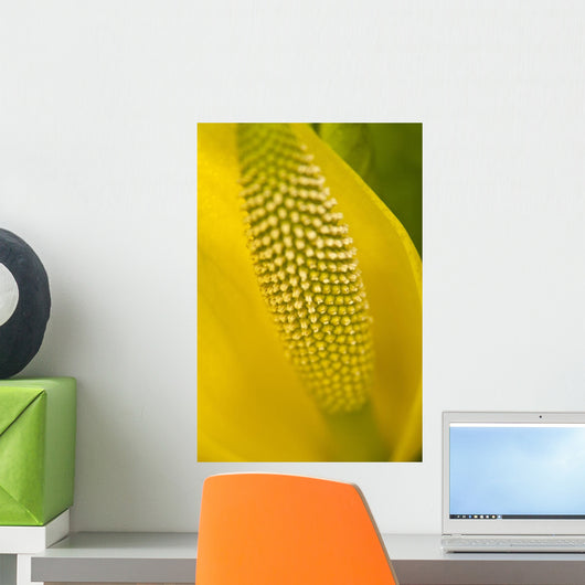 Close Up Of An American Skunk Cabbage Bloom Chugach National Forest Wall Mural