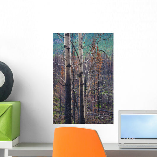View Of Burnt Trees From The Eklutna Lake Fire Wall Mural