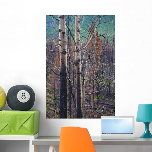 View Of Burnt Trees From The Eklutna Lake Fire Wall Mural