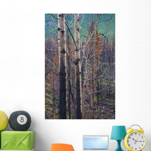View Of Burnt Trees From The Eklutna Lake Fire Wall Mural