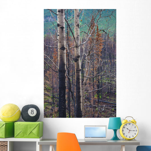 View Of Burnt Trees From The Eklutna Lake Fire Wall Mural