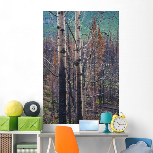 View Of Burnt Trees From The Eklutna Lake Fire Wall Mural