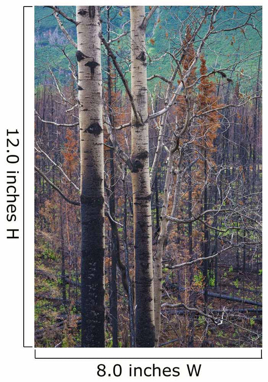 View Of Burnt Trees From The Eklutna Lake Fire Wall Mural