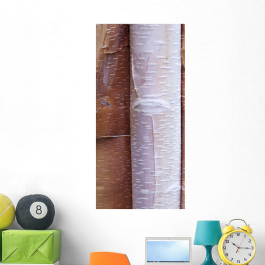 Close Up Detail Of Birch Bark Wall Mural