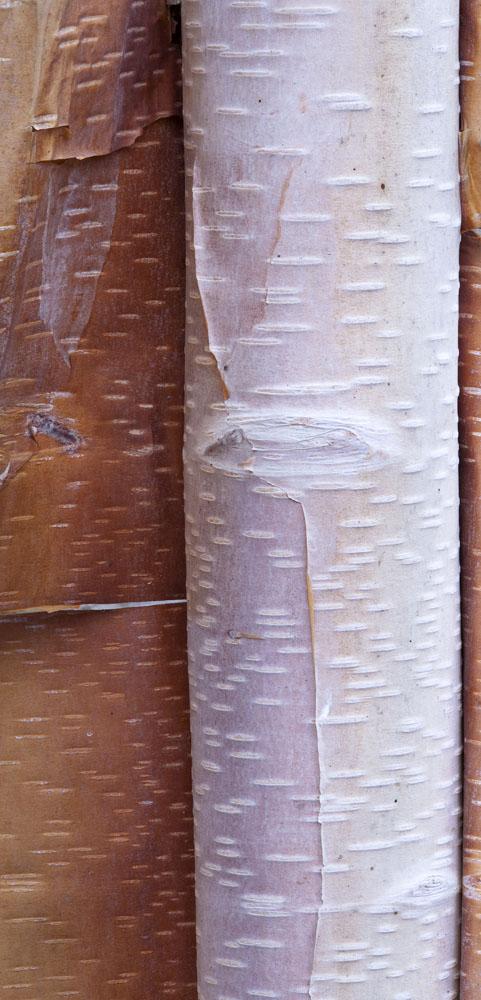 Close Up Detail Of Birch Bark Wall Mural