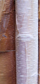 Close Up Detail Of Birch Bark Wall Mural