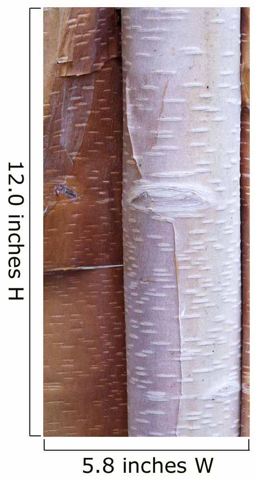 Close Up Detail Of Birch Bark Wall Mural
