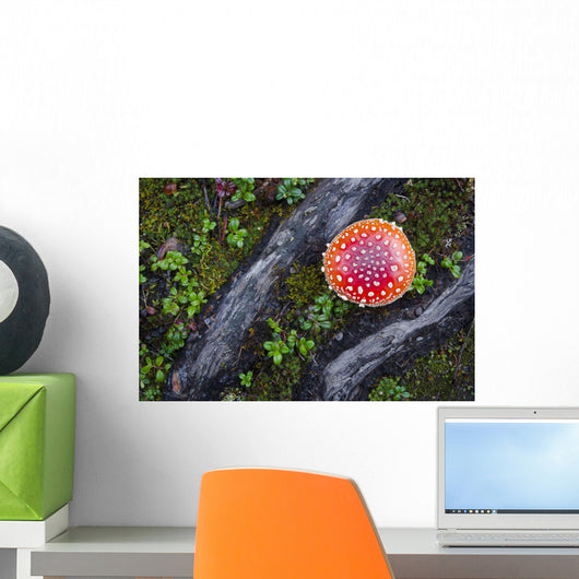 Fly Agaric Mushroom And Tree Roots Wall Mural