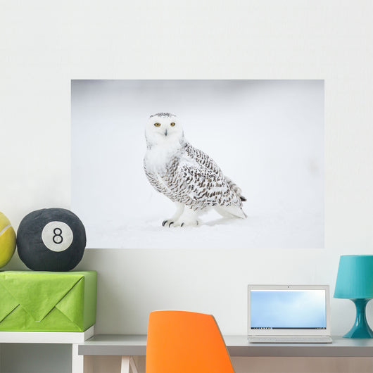 Snowy Owl On Snow, Saint-Barthelemy, Quebec, Canada, Winter Wall Mural