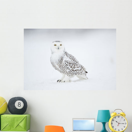 Snowy Owl On Snow, Saint-Barthelemy, Quebec, Canada, Winter Wall Mural