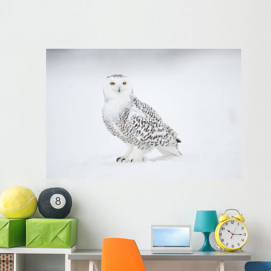 Snowy Owl On Snow, Saint-Barthelemy, Quebec, Canada, Winter Wall Mural