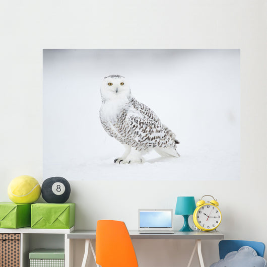 Snowy Owl On Snow, Saint-Barthelemy, Quebec, Canada, Winter Wall Mural