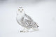 Snowy Owl On Snow, Saint-Barthelemy, Quebec, Canada, Winter Wall Mural
