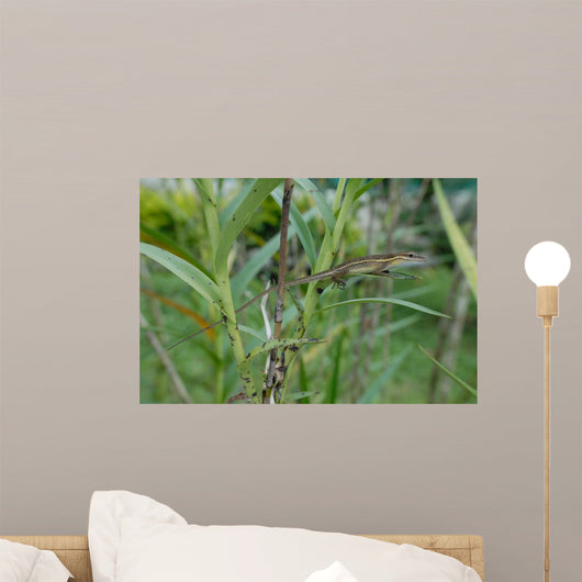 Anolis Auratus Sauria Polychrotidae Wall Mural