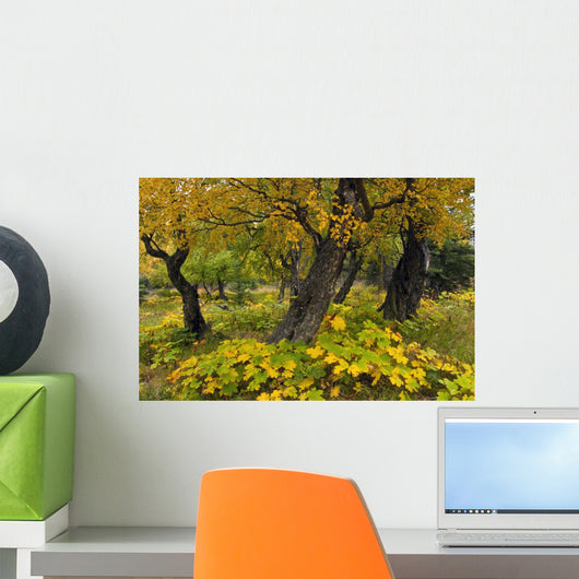 Cottonwood Trees And Devil's Club Turning Shades Of Yellow Wall Mural