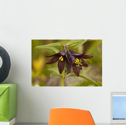 Close Up Of Chocolate Lily Blooms Wall Mural