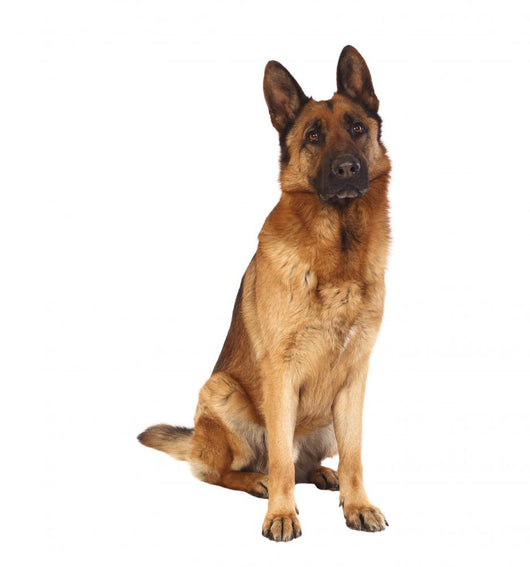 German Shepard Portrait Wall Decal