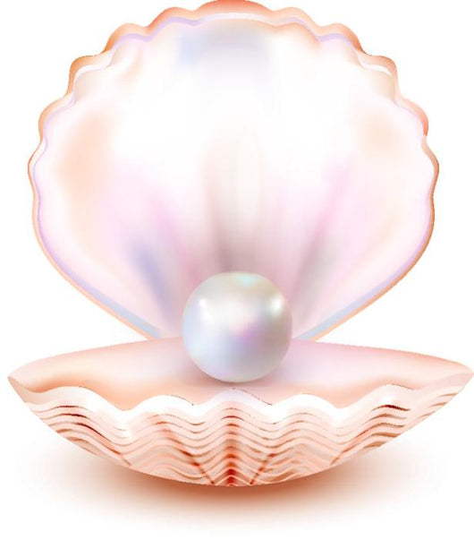 Realistic Pearl Sea Shell Wall Decal