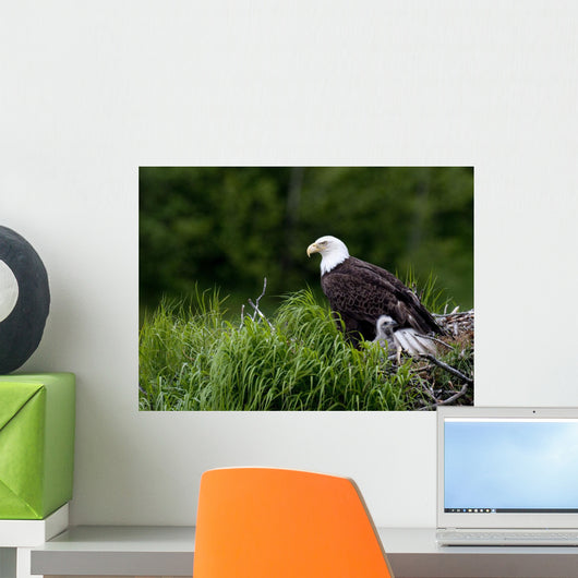 Bald Eagle Nesting With Her Chick Wall Mural