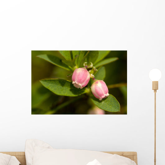 Close Up View Of Bog Blueberry Flowers On Squire Island Wall Mural