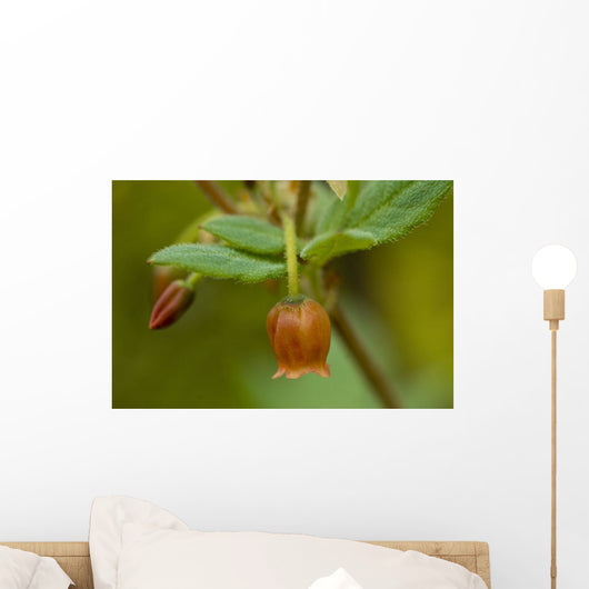 Close Up View Of Rusty Menziesia Flowers On Squire Island Wall Mural