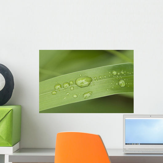 Close Up Of Water Droplets On A Blade Of Grass Wall Mural