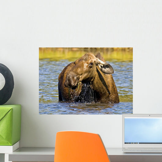 Moose Feeding In A Pond In Denali National Park & Preserve Wall Mural