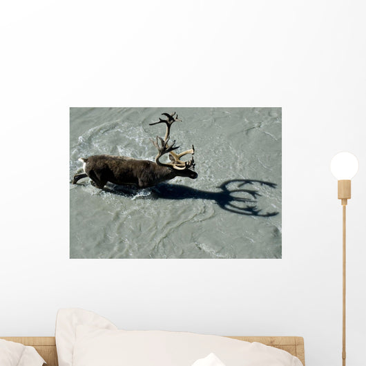 View Overlooking A Bull Caribou As It Crosses A River Wall Mural