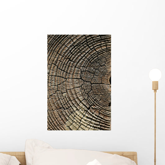 Old Pine Tree Cut
