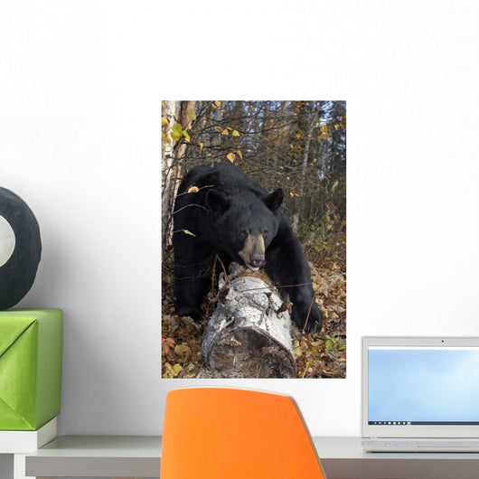 Black Bear Stepping Over Log In Forest Southcentral Alaska Autumn Wall Mural